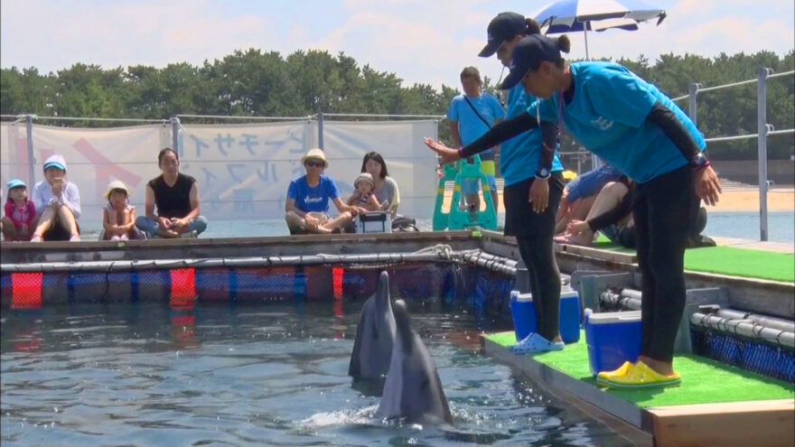 イルカと泳ぐ！ ふれあいイベント