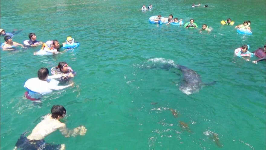 今年も人気！くじらに出会える海水浴場