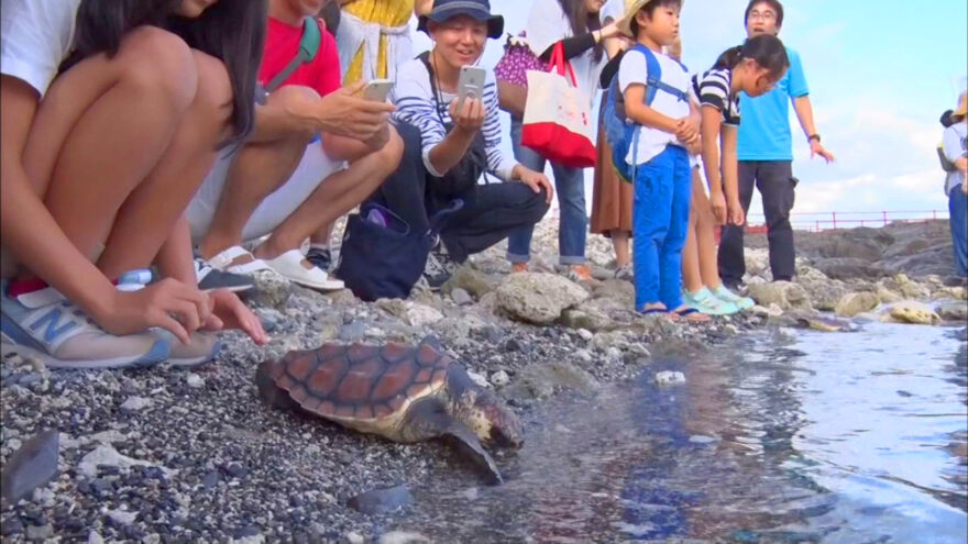 串本町でウミガメの子ガメ放流会