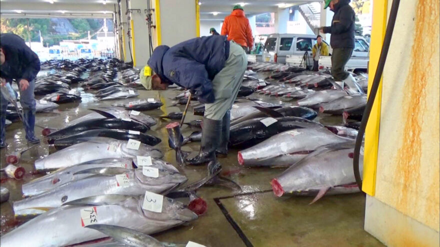 勝浦漁港でマグロの初市