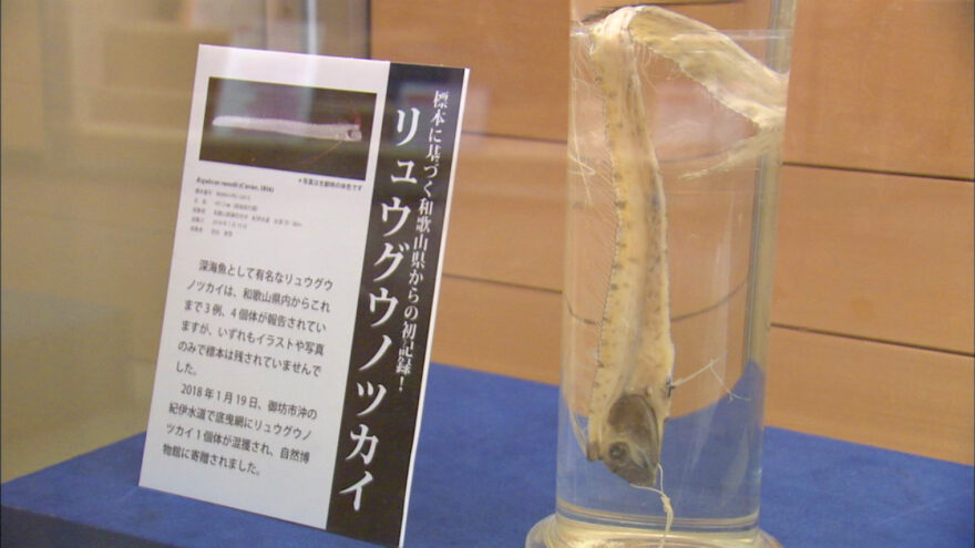 県立自然博物館で話題の魚標本を展示