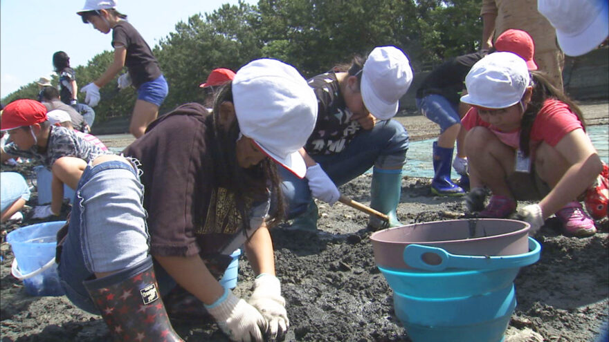 片男波干潟で潮干狩りを試験的に実施