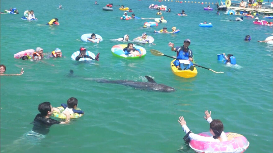 「くじらに出会える海水浴場」オープン