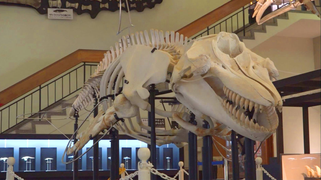 くじらの博物館で特別展 海と日本PROJECT in 和歌山県