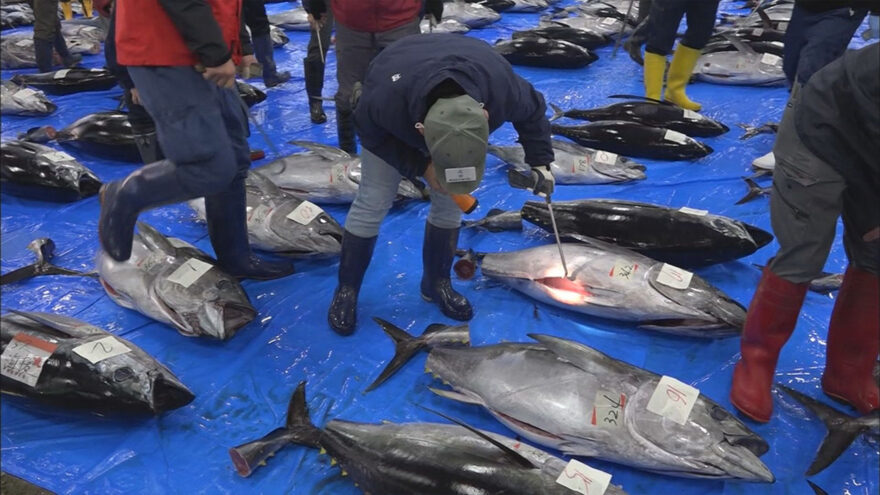 マグロ初競り