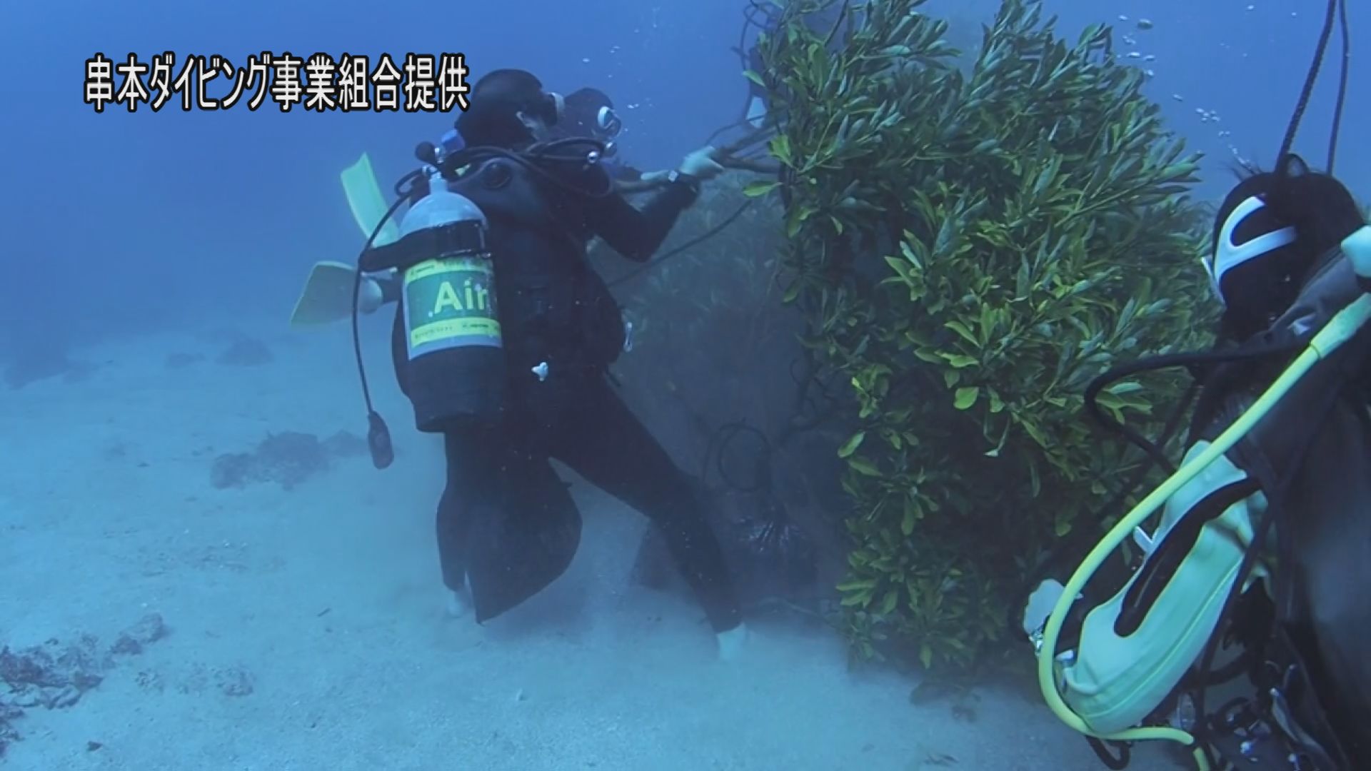 アオリイカ産卵床設置 海と日本project In 和歌山県