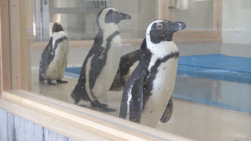 エビとカニの水族館に新たな仲間