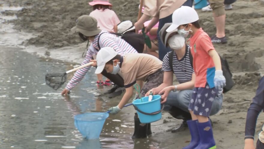 海の生物観察会