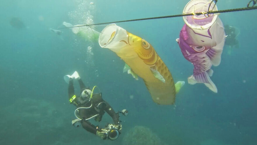 海中鯉のぼり