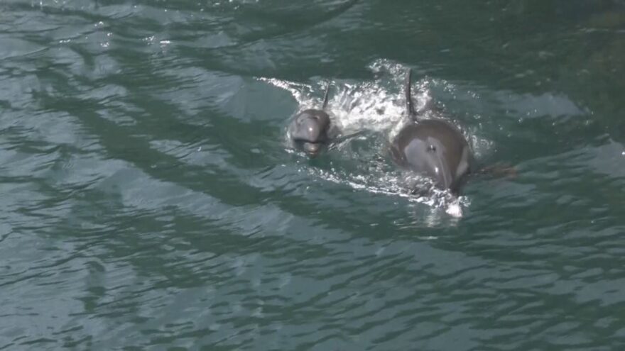 太地町 くじらの博物館で「マダライルカ」の赤ちゃん誕生