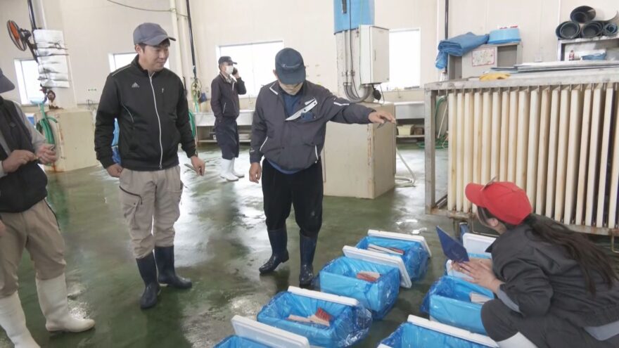 太地町でクジラ肉の初競り