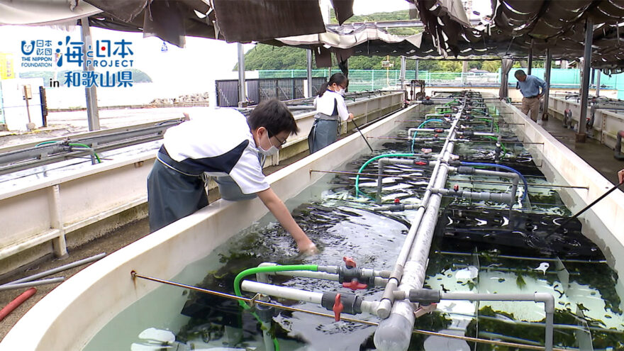 栽培漁業を中学生が体験