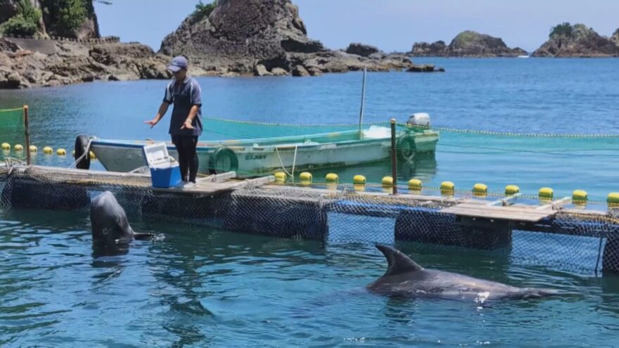 太地町で「くじらに出会える海水浴場」がオープン