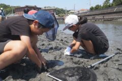 親子で発見！干潟の生き物観察会