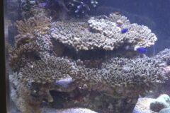 串本沿岸海域のラムサール条約登録20周年記念の特別水槽