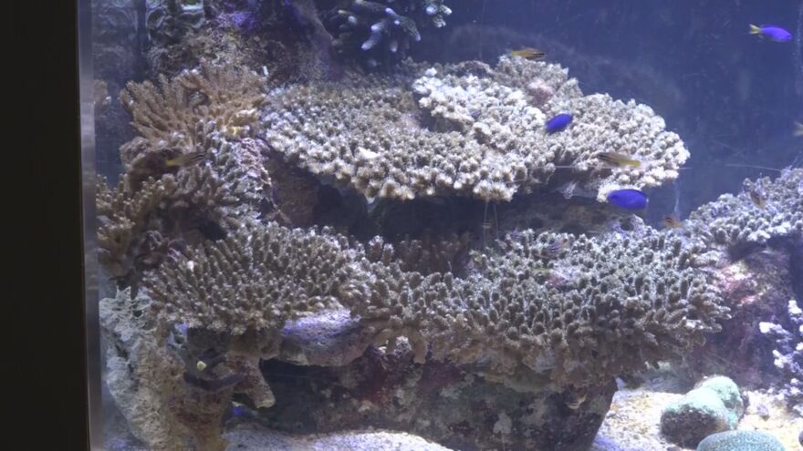 串本沿岸海域のラムサール条約登録20周年記念の特別水槽