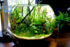 ボトルアクアリウムの魅力と水辺の環境