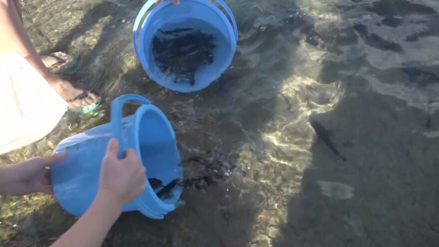 串本町で児童がクエの放流体験