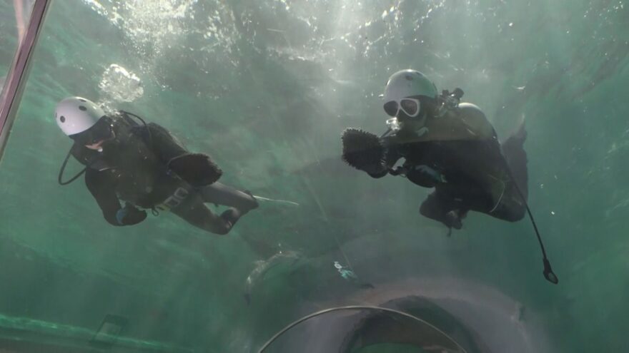 くじらの博物館で年末恒例の大掃除