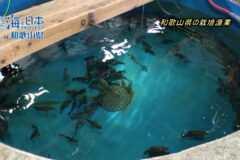 和歌山県の栽培漁業