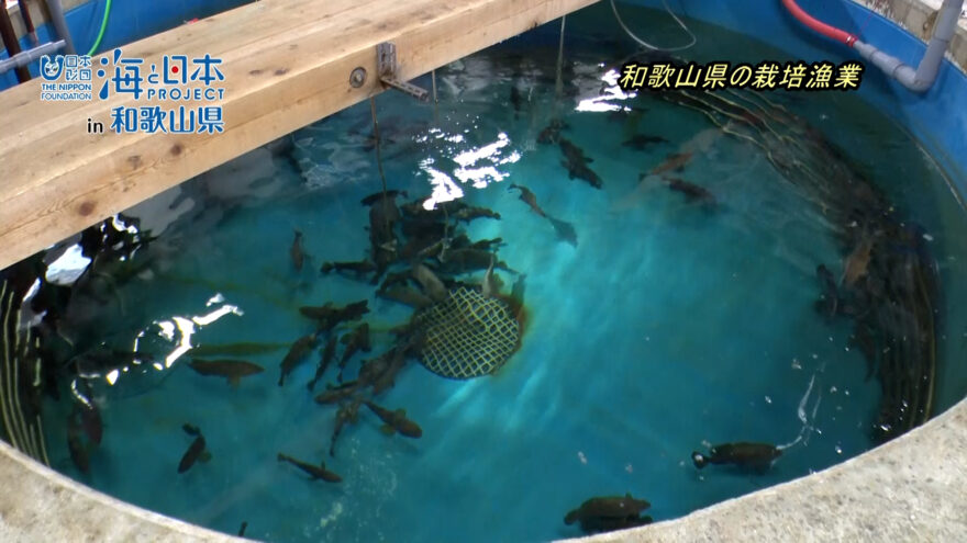 和歌山県の栽培漁業