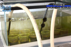 アマモの栽培 日置中学校の海の森プロジェクト